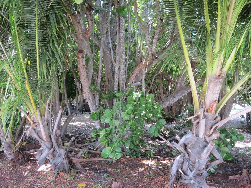 Ed & Ellen'S Lodgings Key Largo Μοτέλ Εξωτερικό φωτογραφία