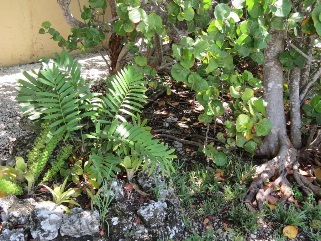 Ed & Ellen'S Lodgings Key Largo Μοτέλ Εξωτερικό φωτογραφία